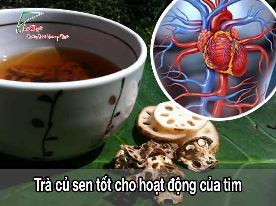 Trà củ sen - Vị thuốc quý